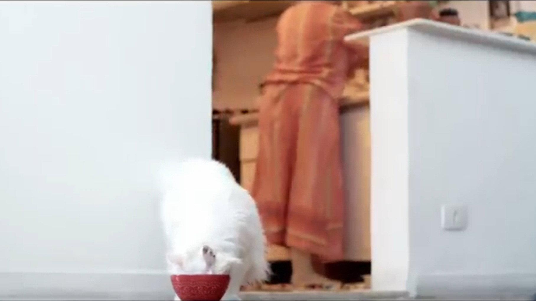 Kafcat 2023 movie scene