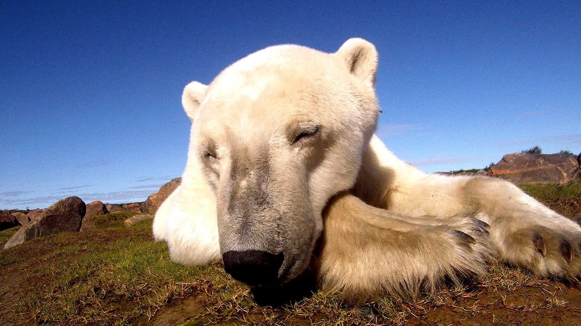 Polar Bears: Ice Bear 2013 movie scene