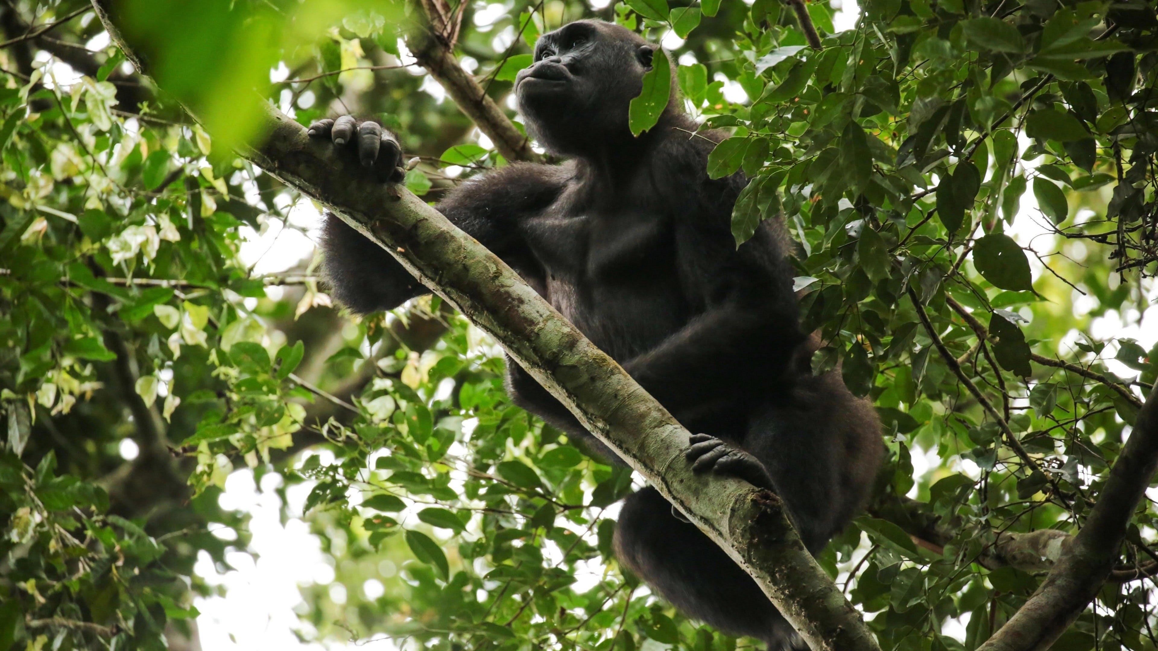 Gorillas of Gabon 2019 movie scene