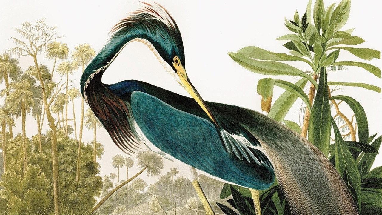 Birds of America 2022 movie scene