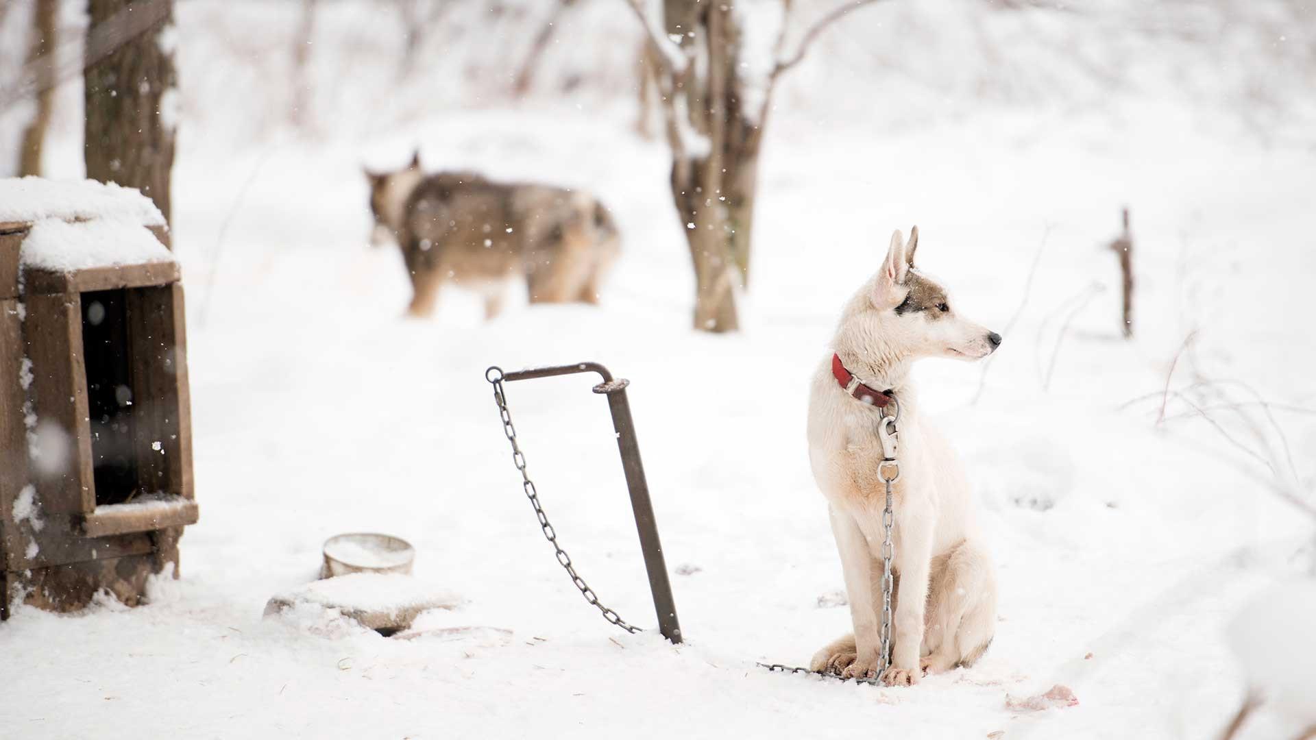 Sled Dogs 2017 movie scene