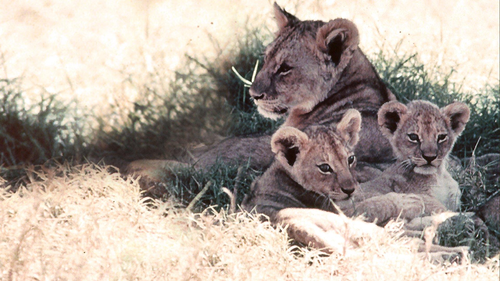 The African Lion 1955 movie scene