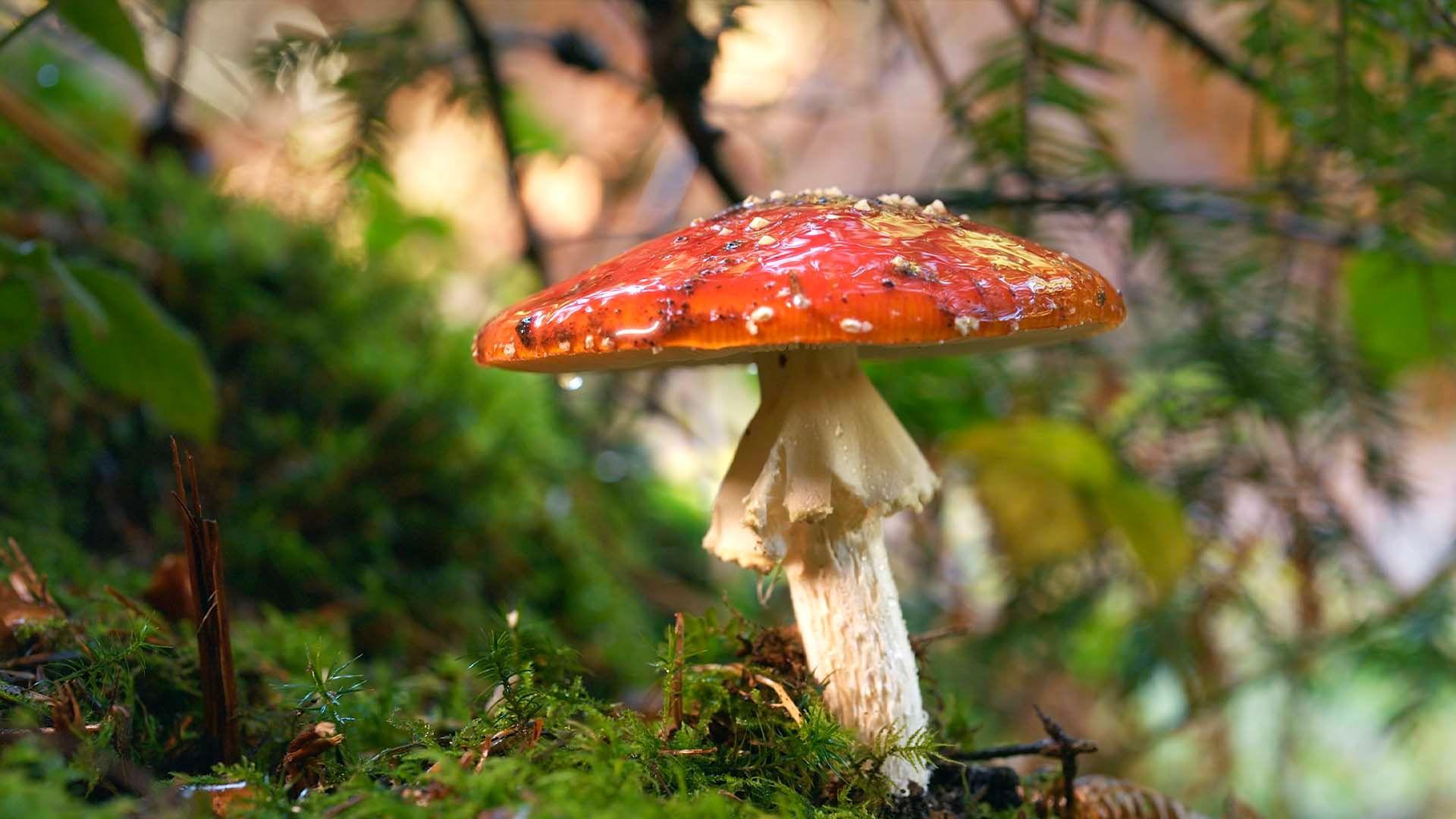 The Fly Agaric 2026 movie scene