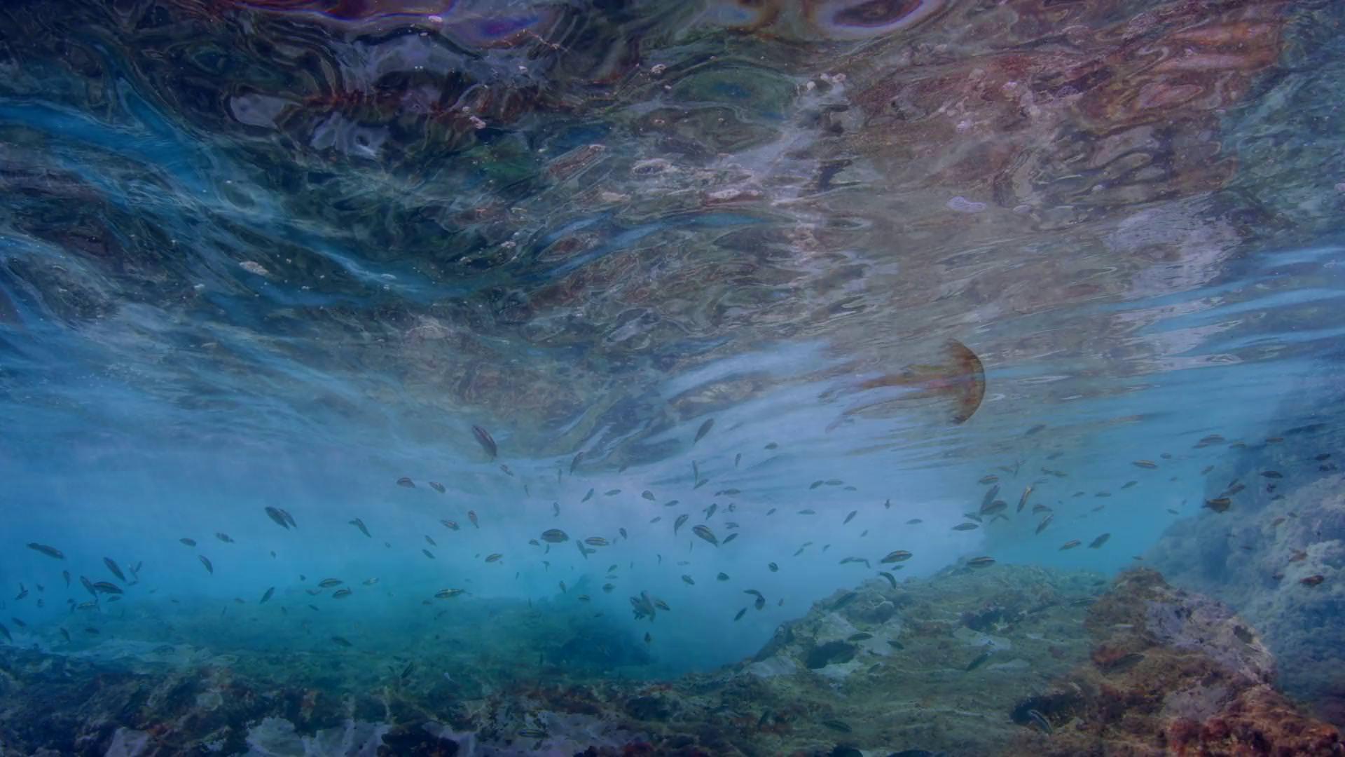 Life in the Blue 2016 movie scene