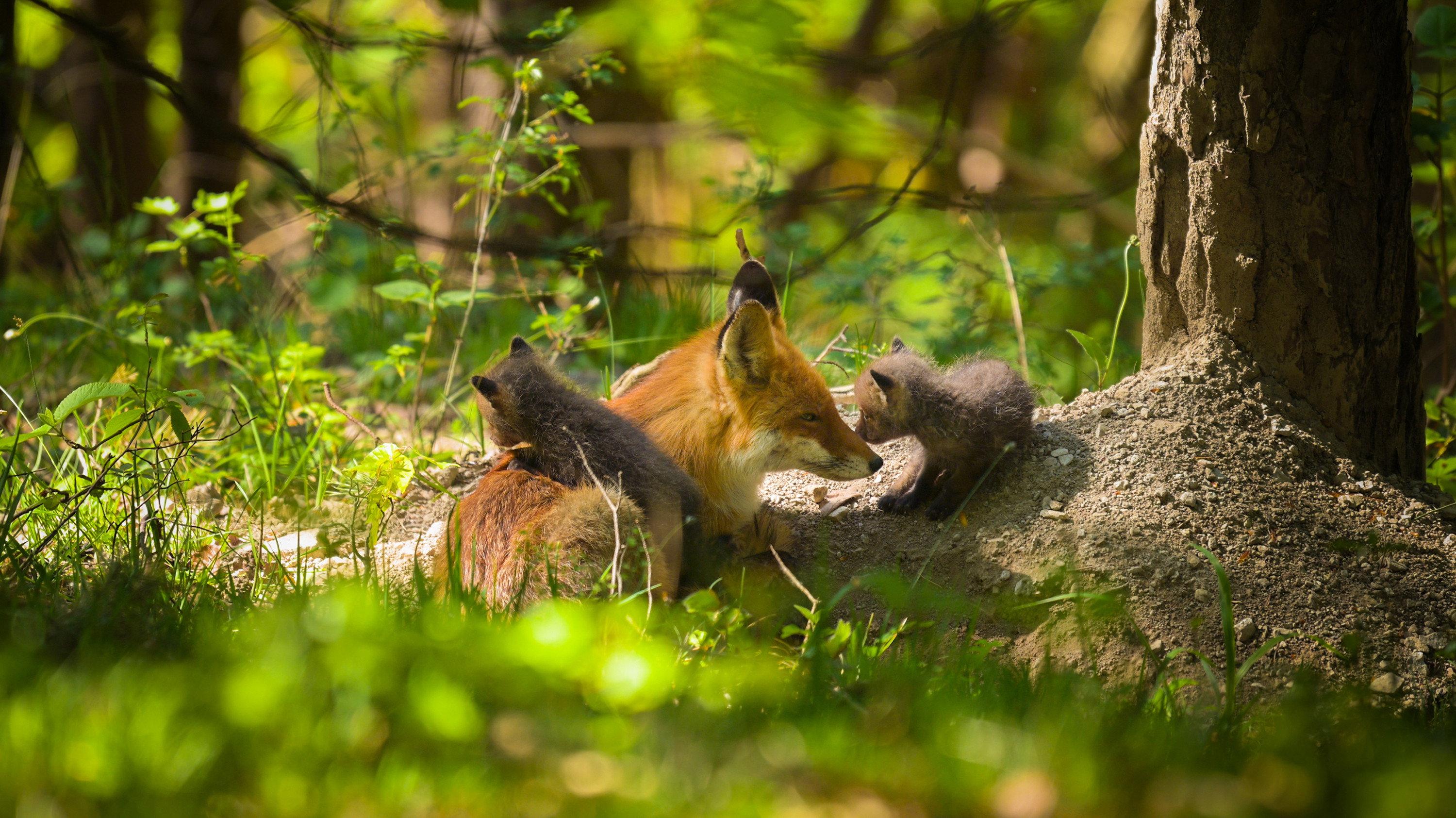 The Secret Life of Fox Cubs 2026 movie scene