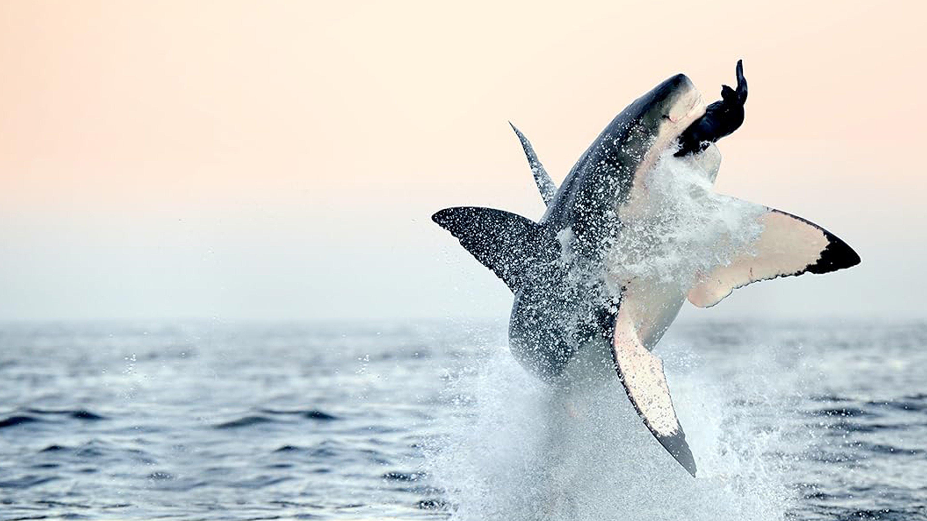 Air Jaws: Back From The Dead 2018 movie scene