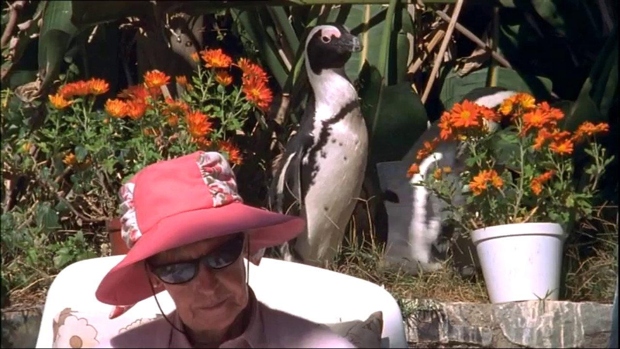 City Slickers: A tale of two African penguins 2002 movie scene