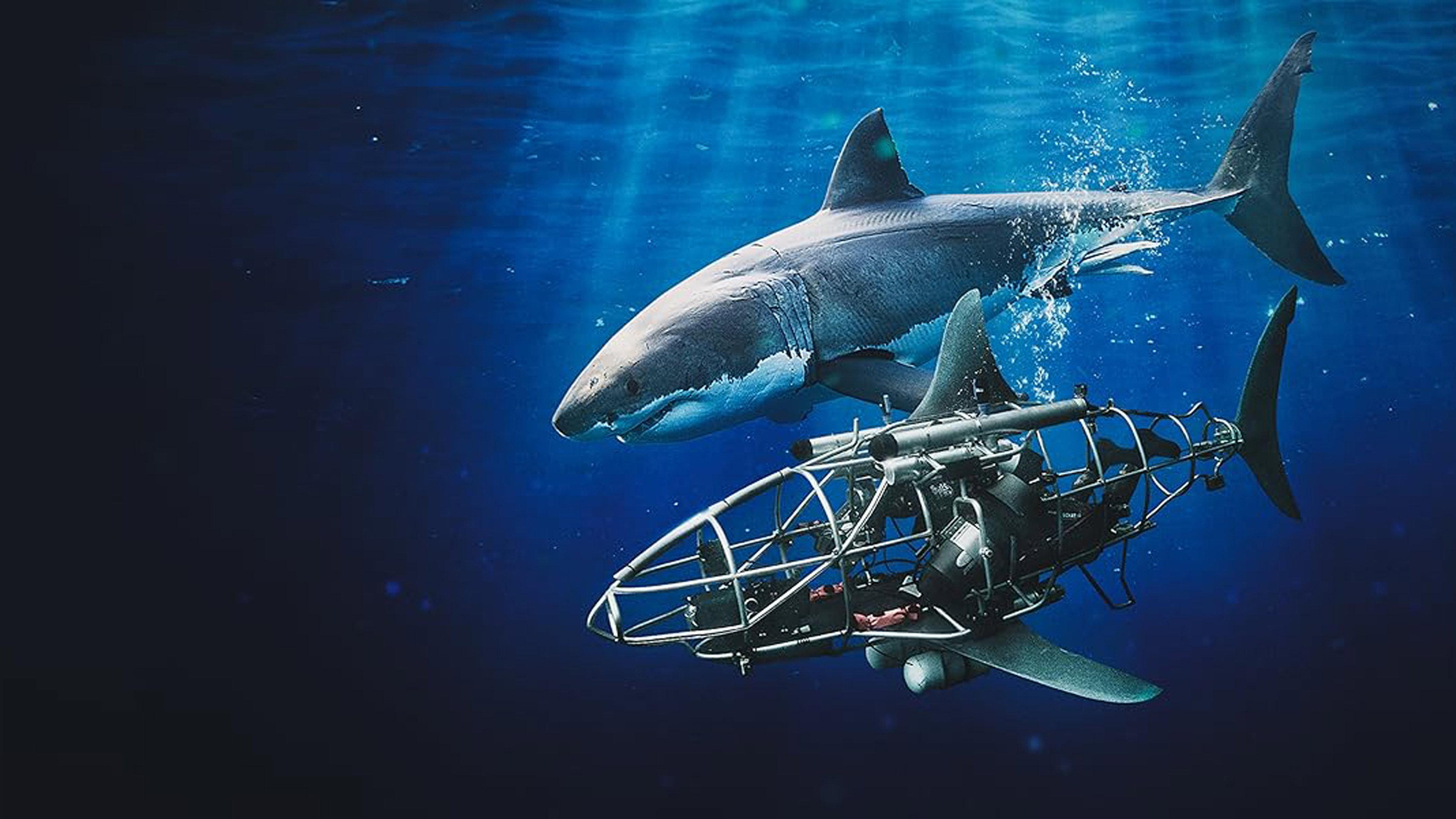 Mechashark Love Down Under 2022 movie scene