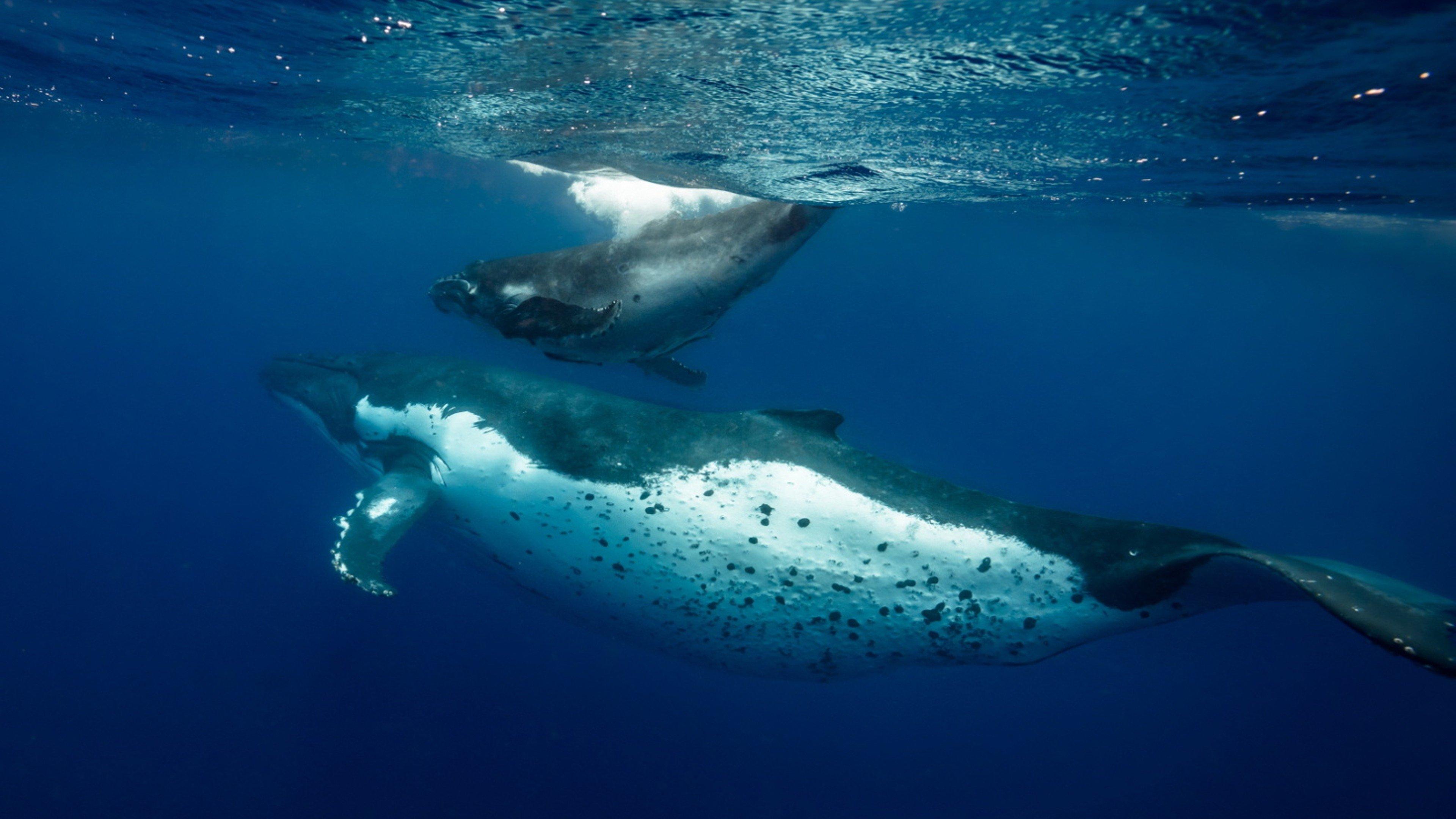 Ocean Souls 2021 movie scene