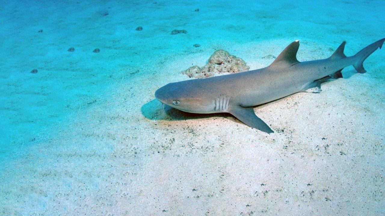 Shark Island 2010 movie scene