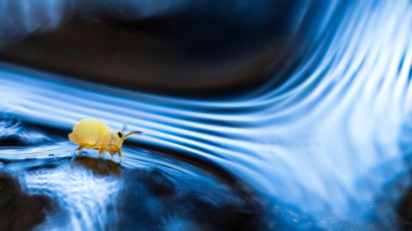 Springtails: The hidden soldiers of Earth 2024 movie scene
