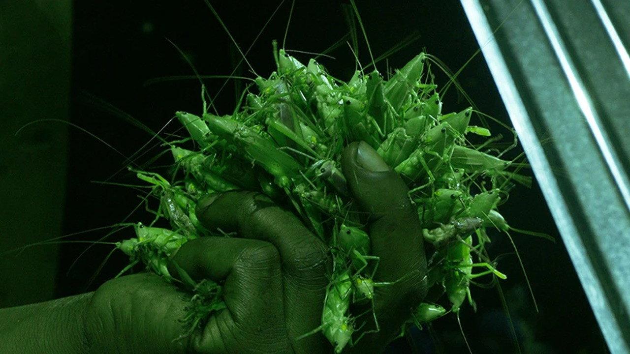 Grasshopper Republic 2023 movie scene