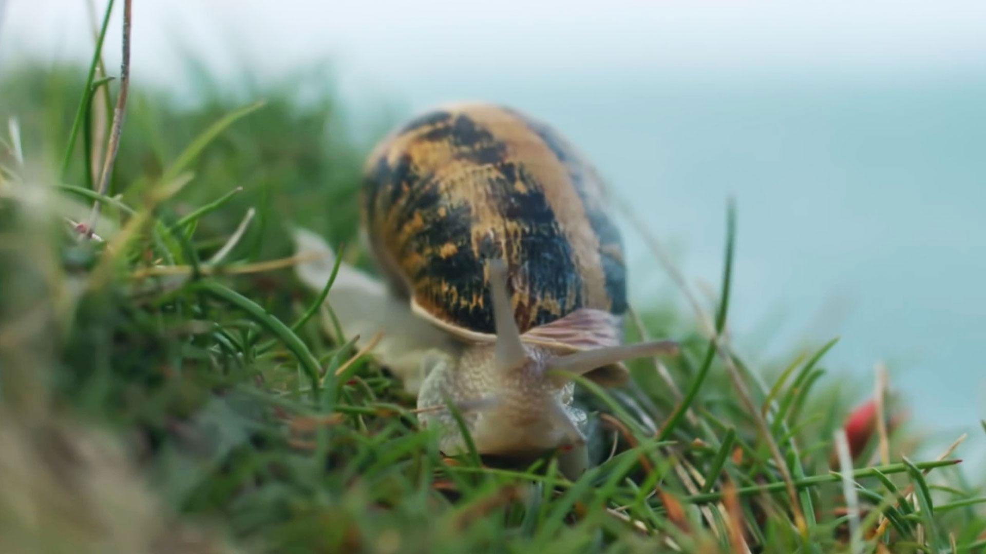 Escargots, le grand voyage du petit-gris 2025 movie scene