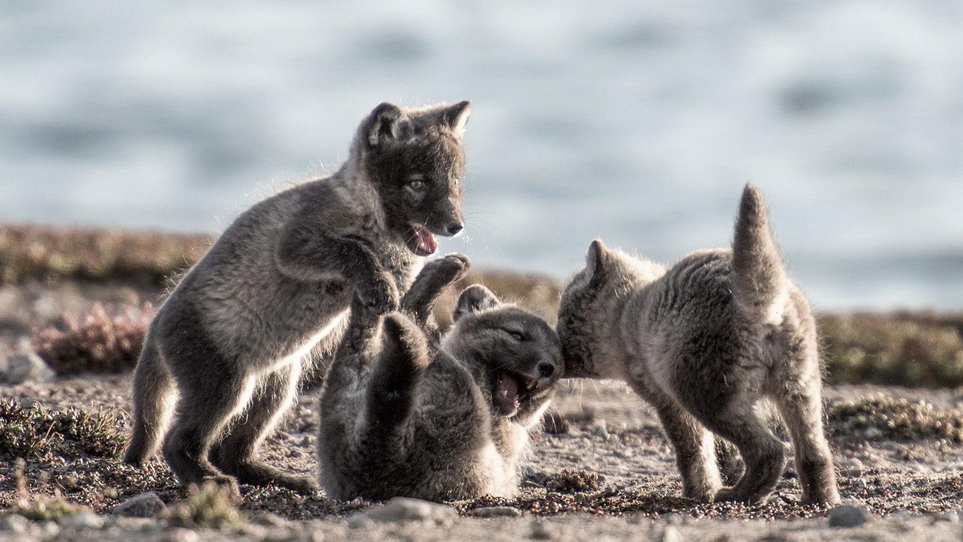 Canada: Surviving the Wild North 2022 movie scene