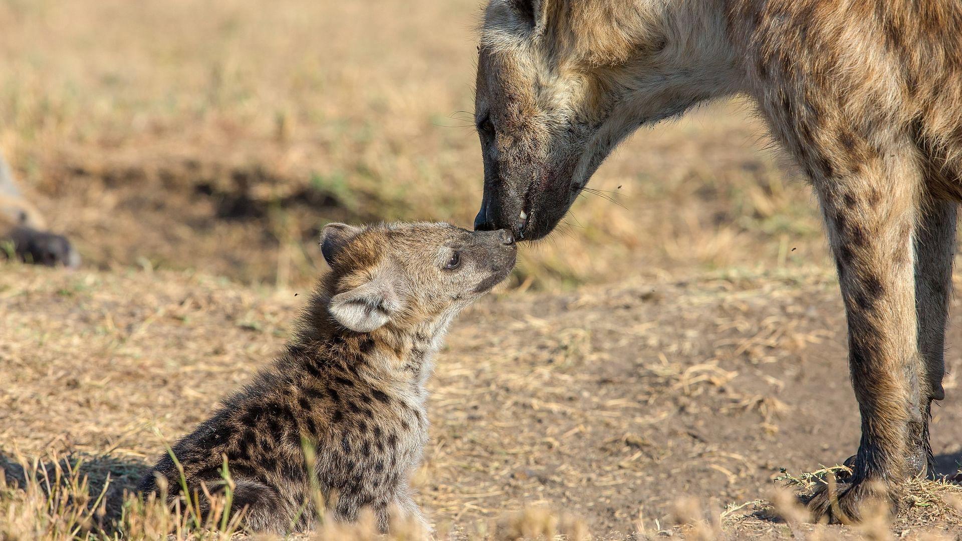 The Hyena Clan 2021 movie scene