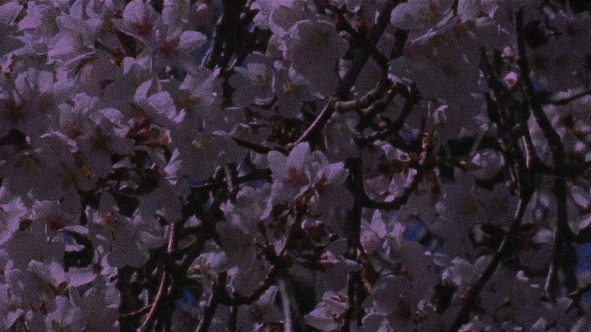 Spring Songs 2017 movie scene