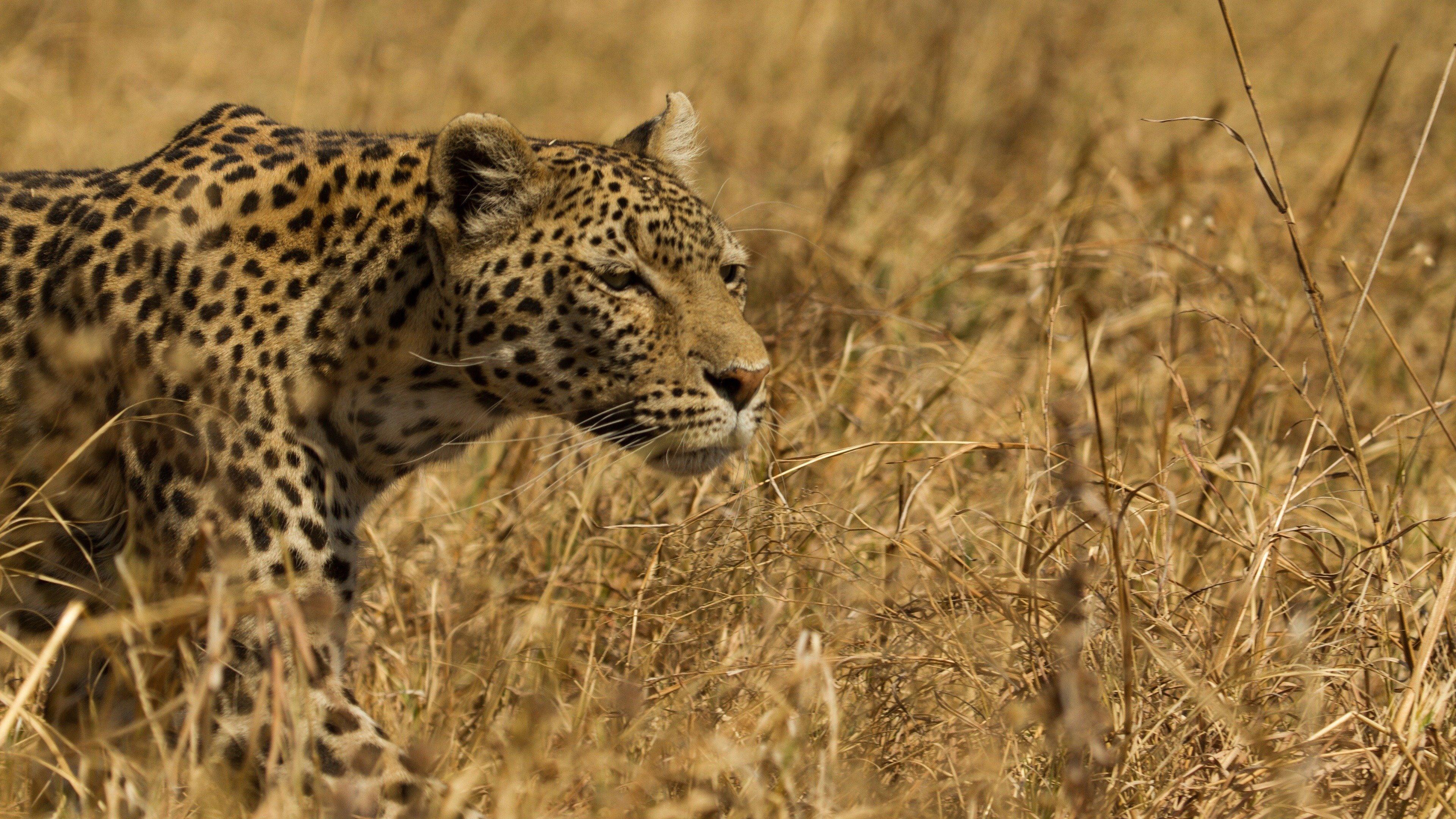 Leopard & Hyena: Strange Alliance 2021 movie scene