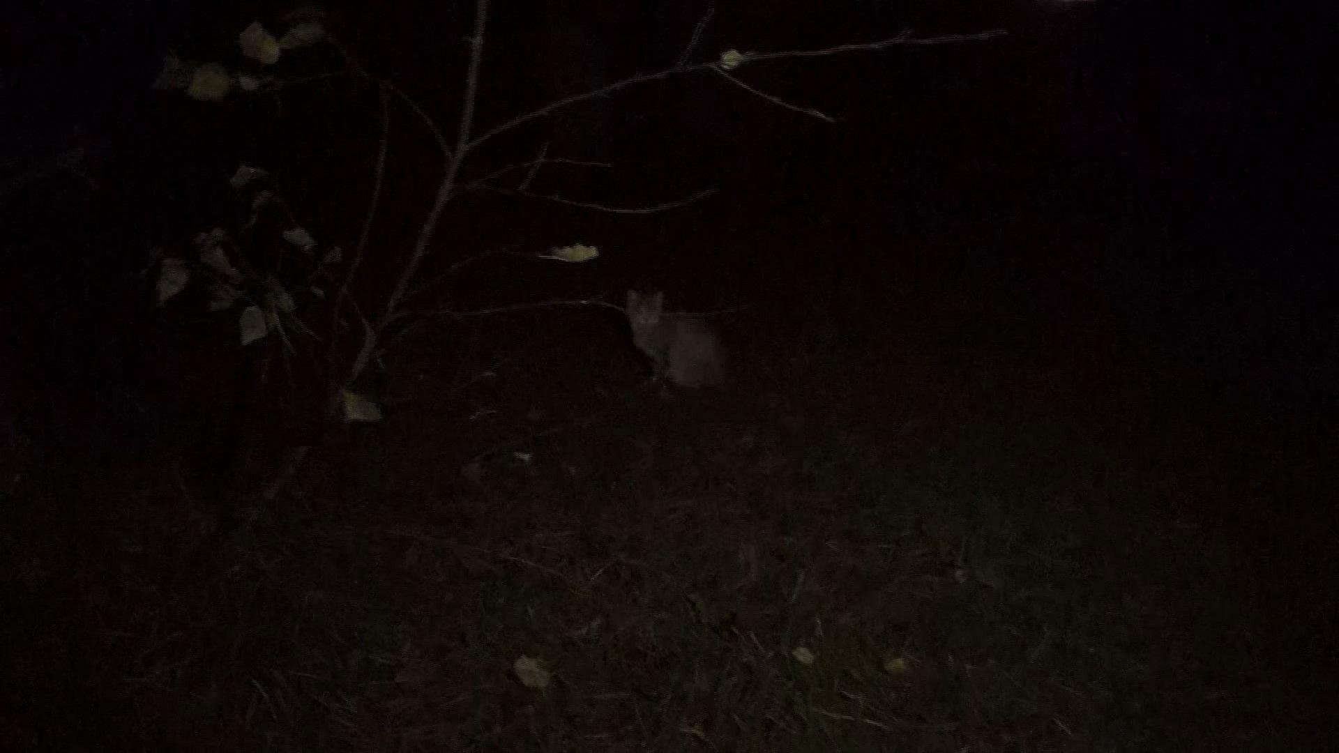 Marshmallow of Death 2021 movie scene