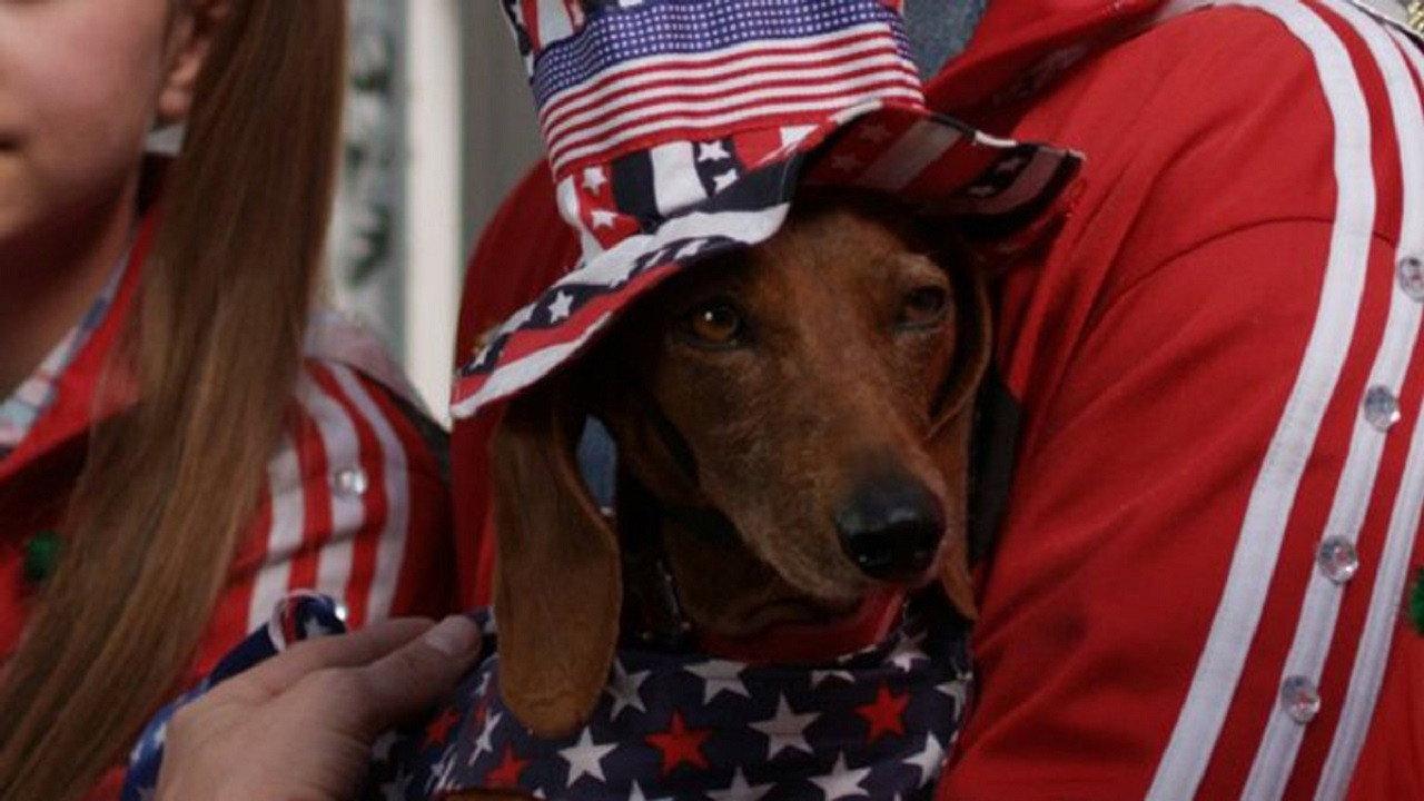Wiener Dog Internationals 2015 movie scene