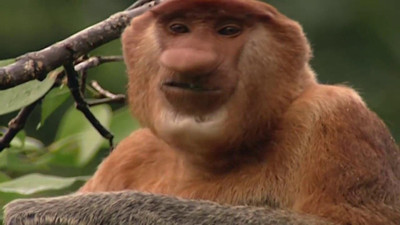 Clown of the Jungle: The Proboscis Monkey of Borneo 1999 movie scene