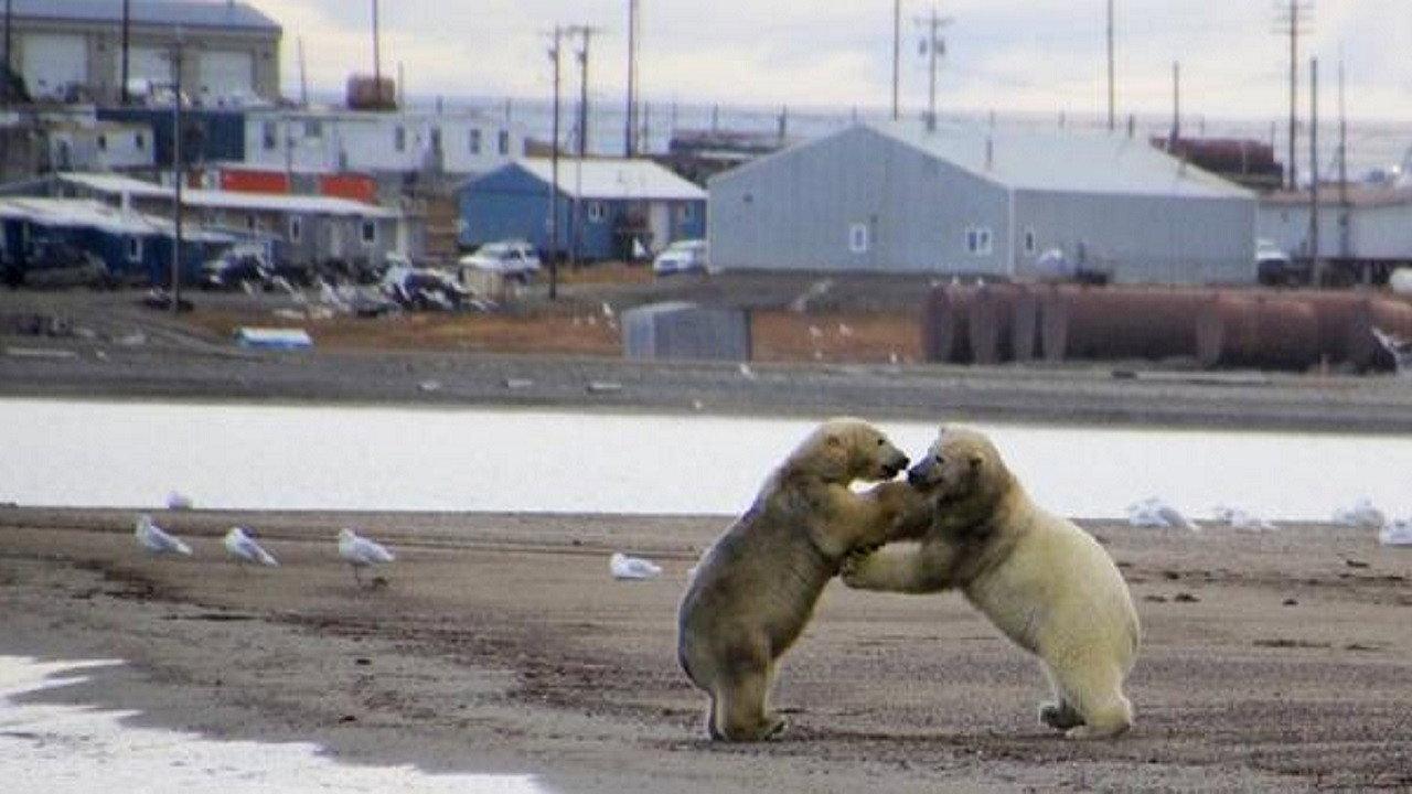 The Great Polar Bear Feast 2015 movie scene