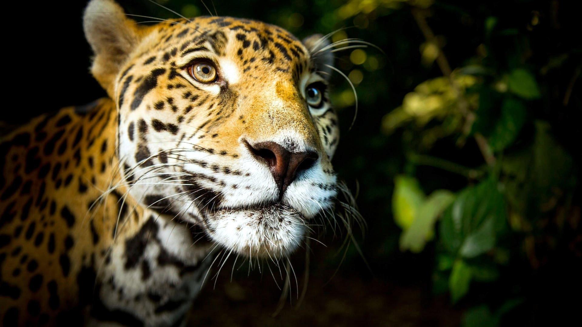 Big Cats 2019 movie scene