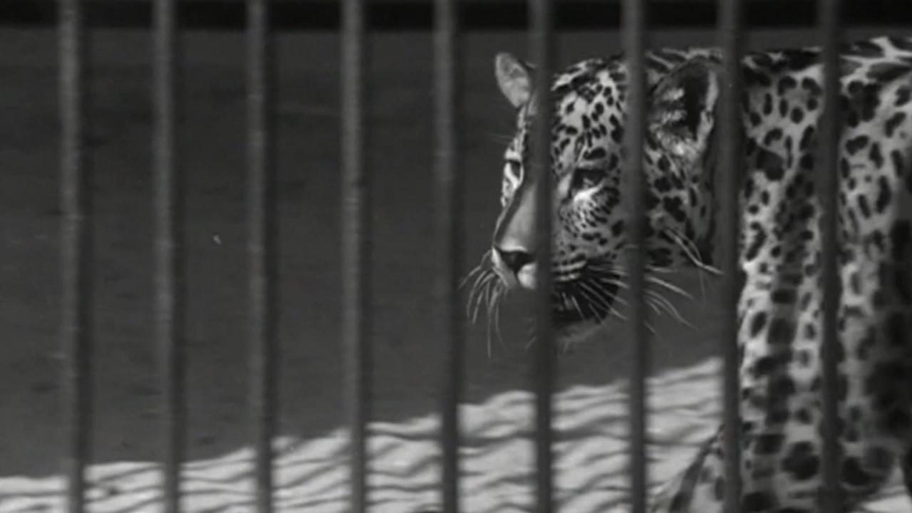 Zoo 1961 movie scene