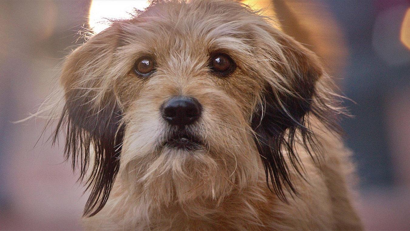 Benji 1974 movie scene