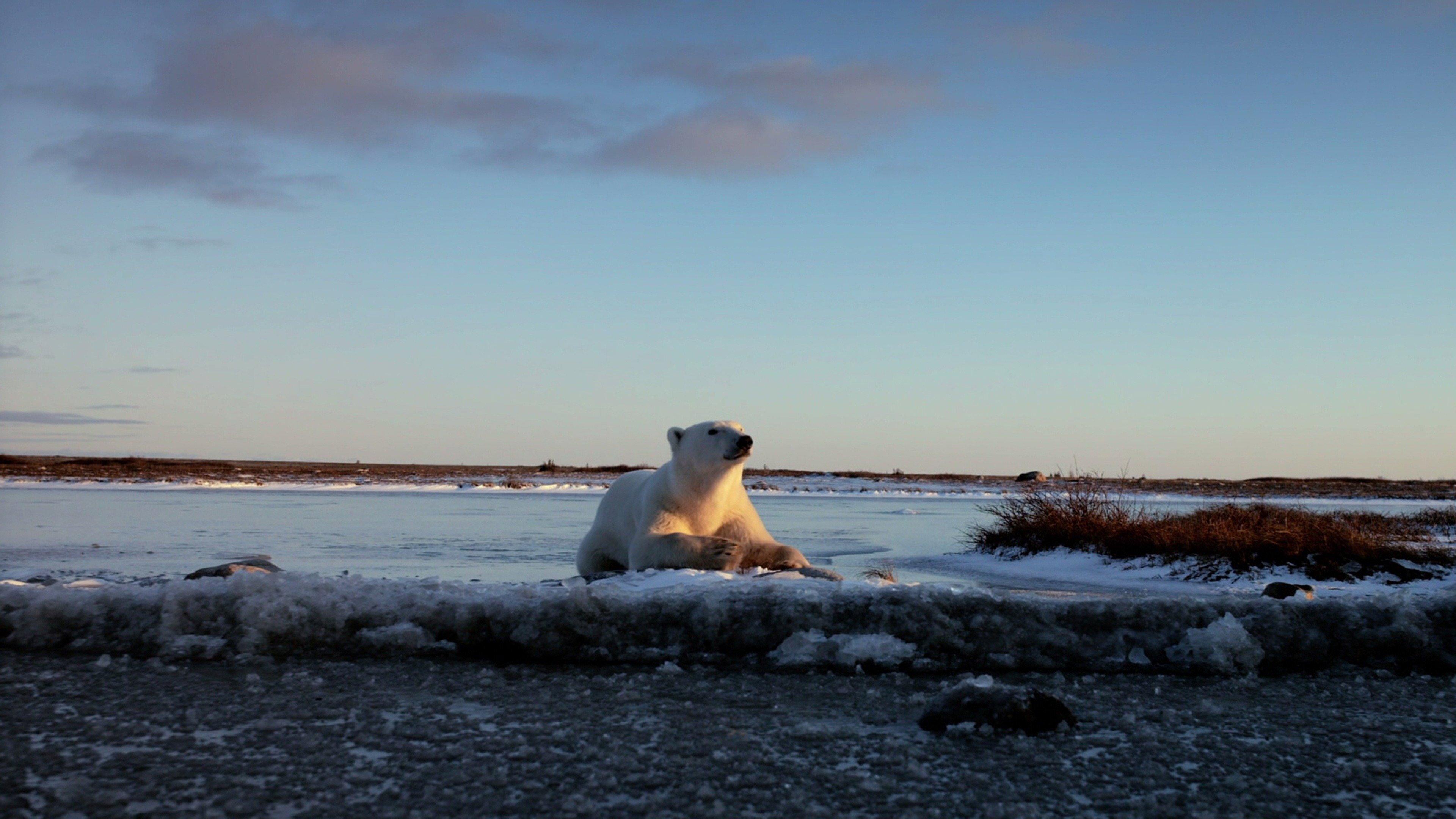 Wonders of the Arctic 2014 movie scene