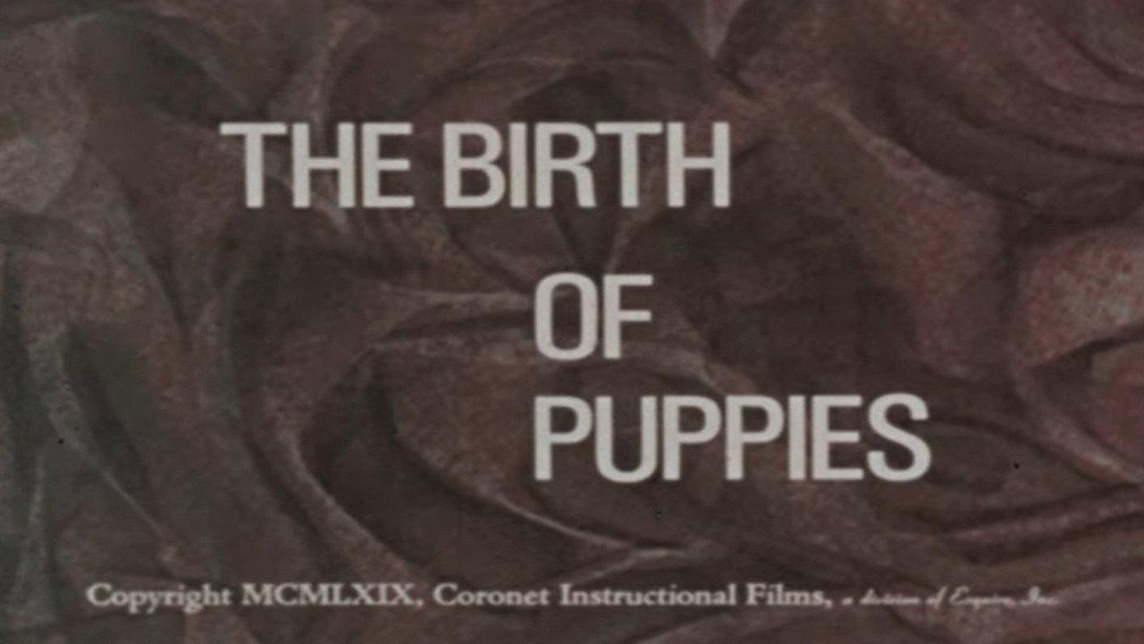 The Birth of Puppies 1969 movie scene