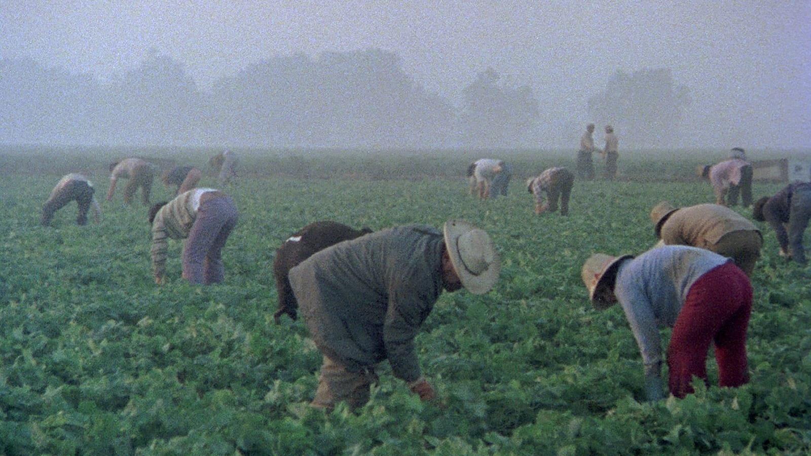 Alambrista! 1977 movie scene