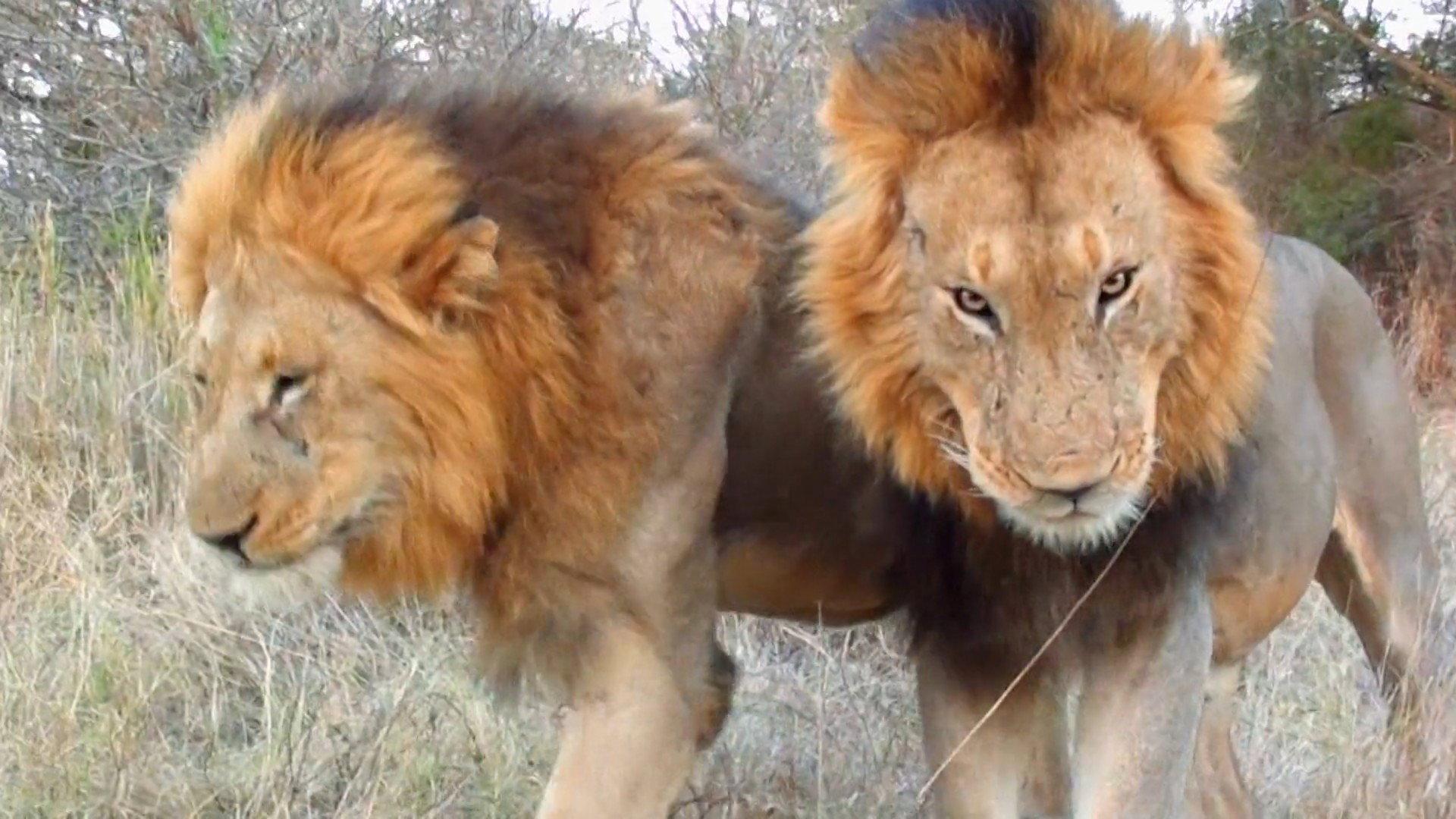 Cecil: The Legacy of a King 2020 movie scene