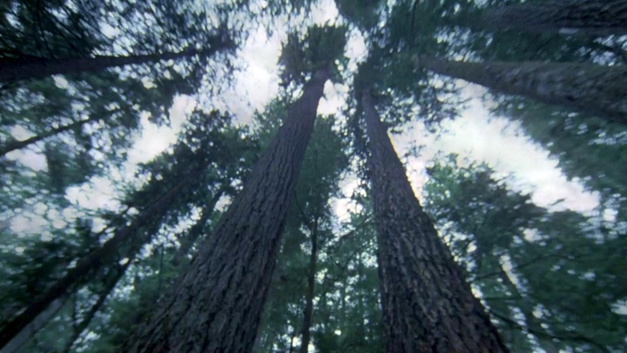Another Side of the Forest 1974 movie scene
