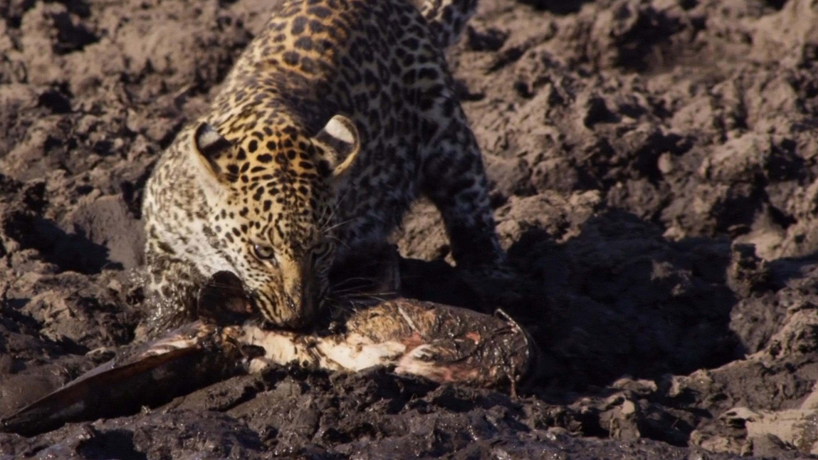 Africa's Fishing Leopards 2015 movie scene