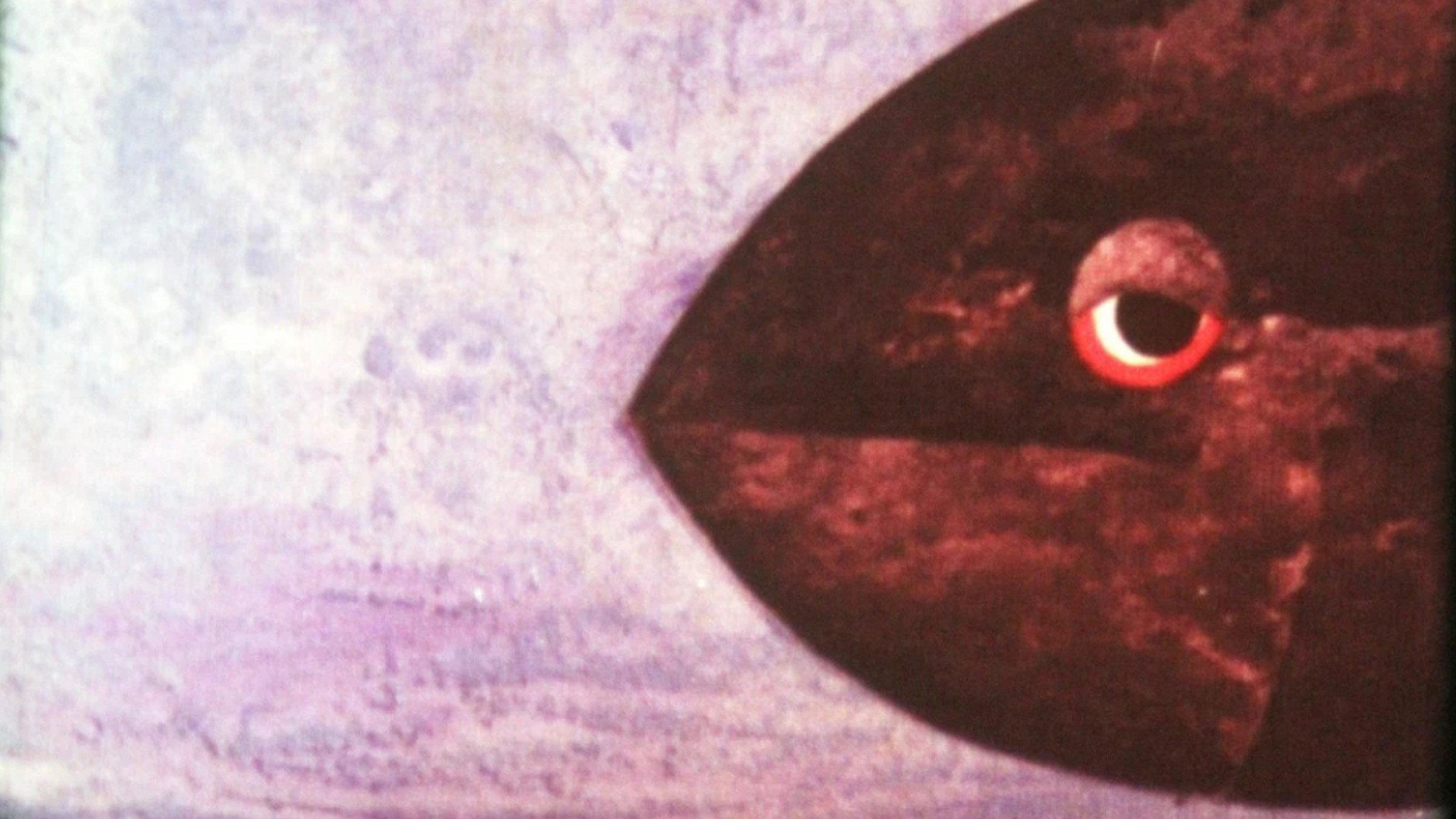 Swimmy 1966 movie scene