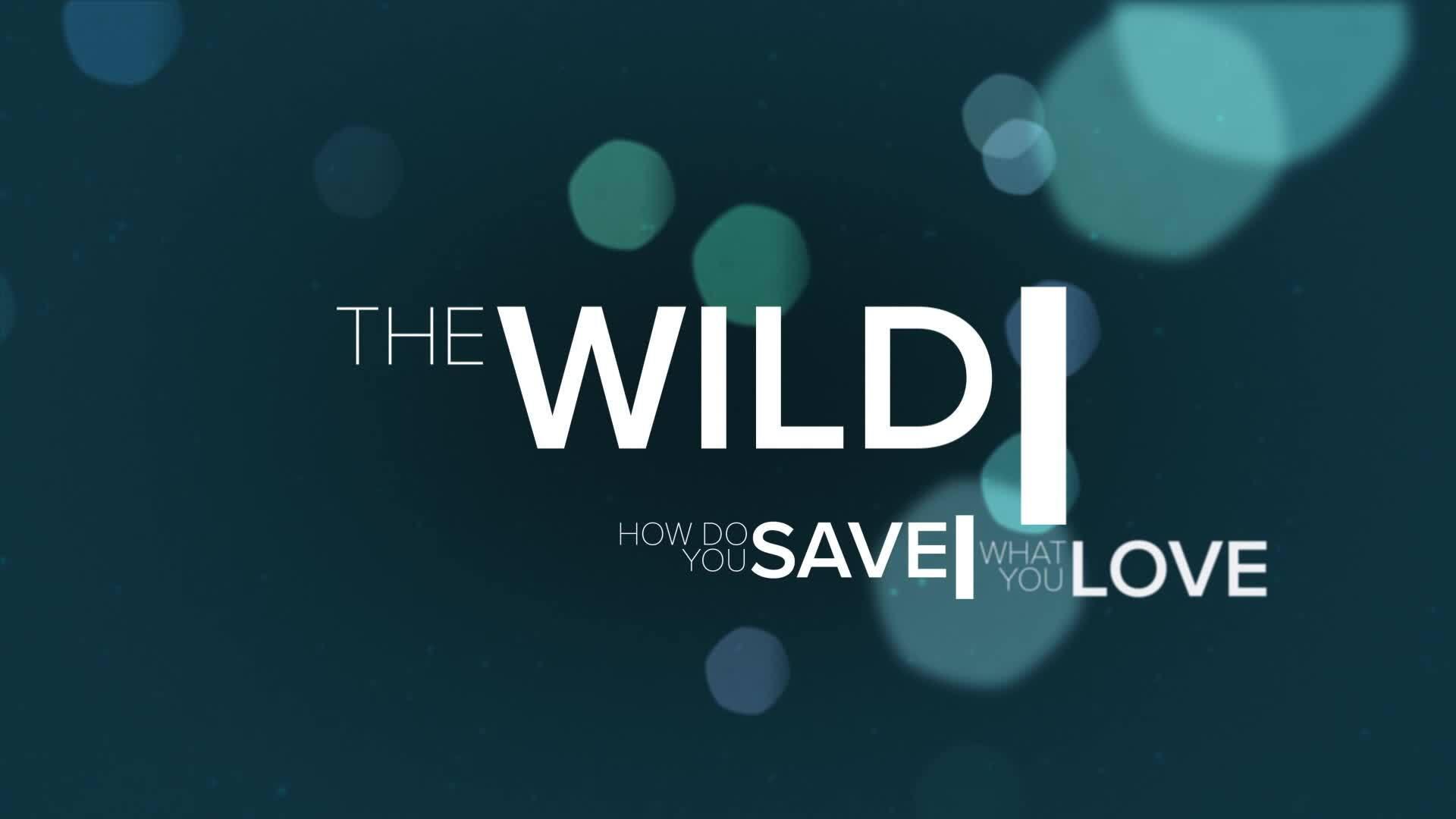 The Wild 2019 movie scene