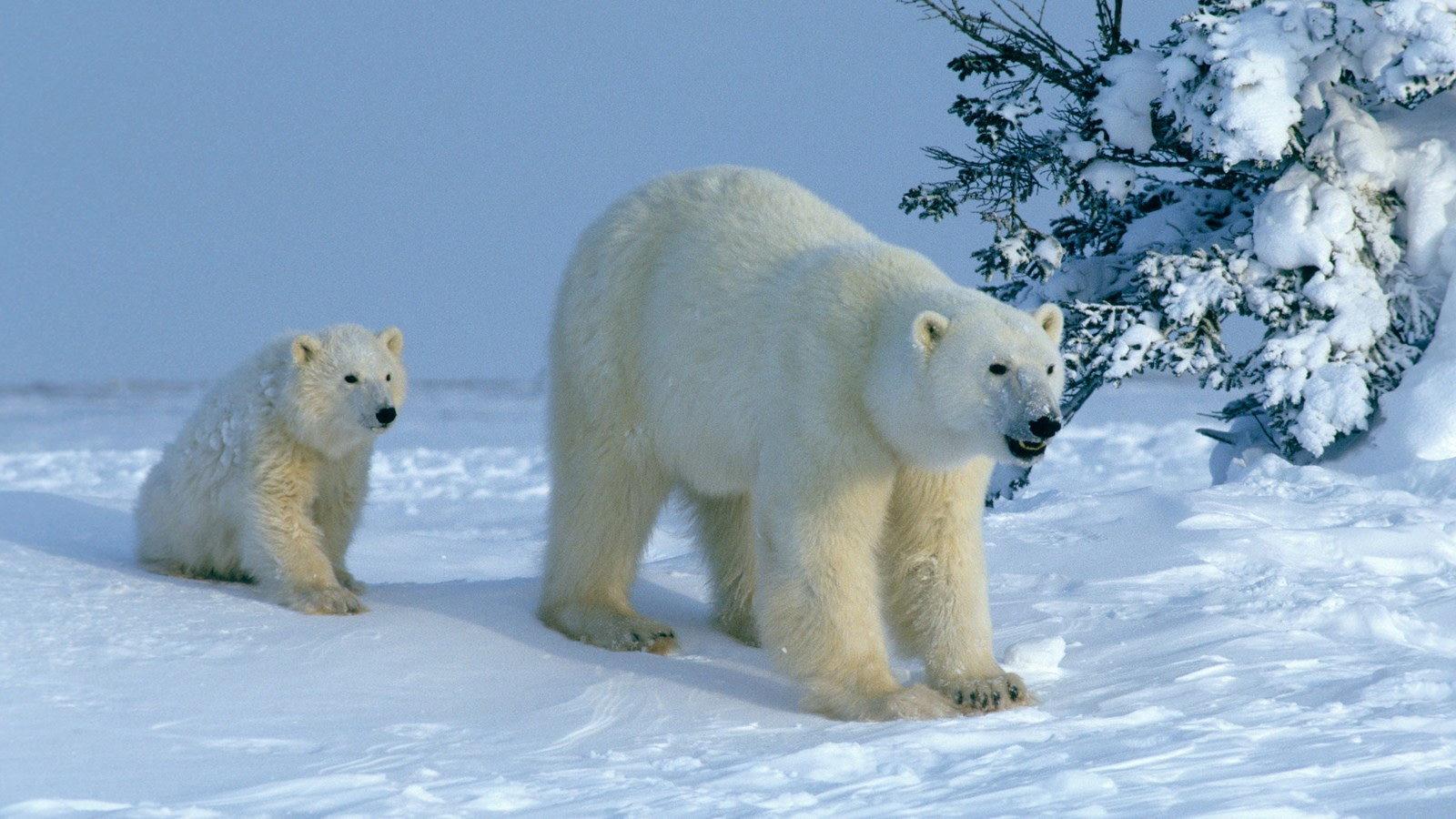 Attenborough Explores... Our Fragile World 2007 movie scene