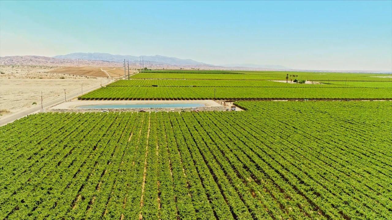 The Green Desert 2024 movie scene