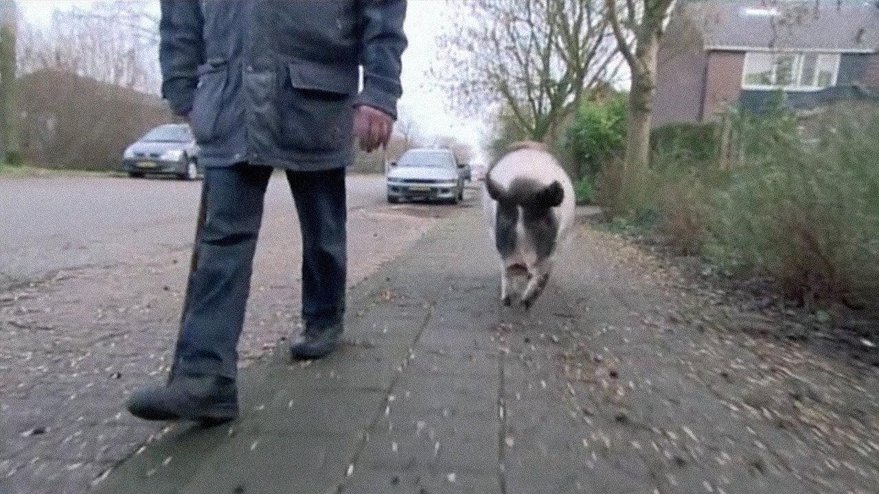 Divine Pig 2010 movie scene