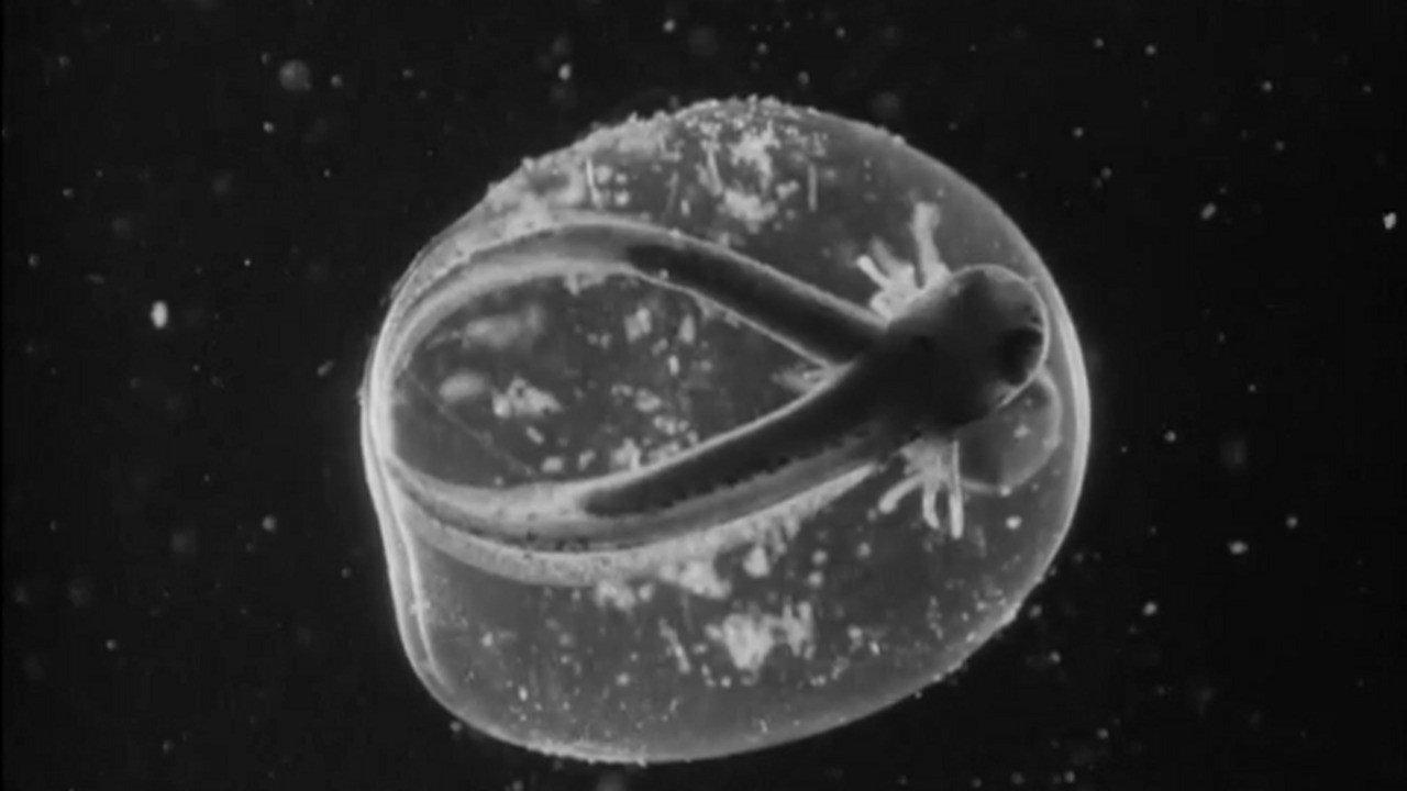 Romance in a Pond 1932 movie scene