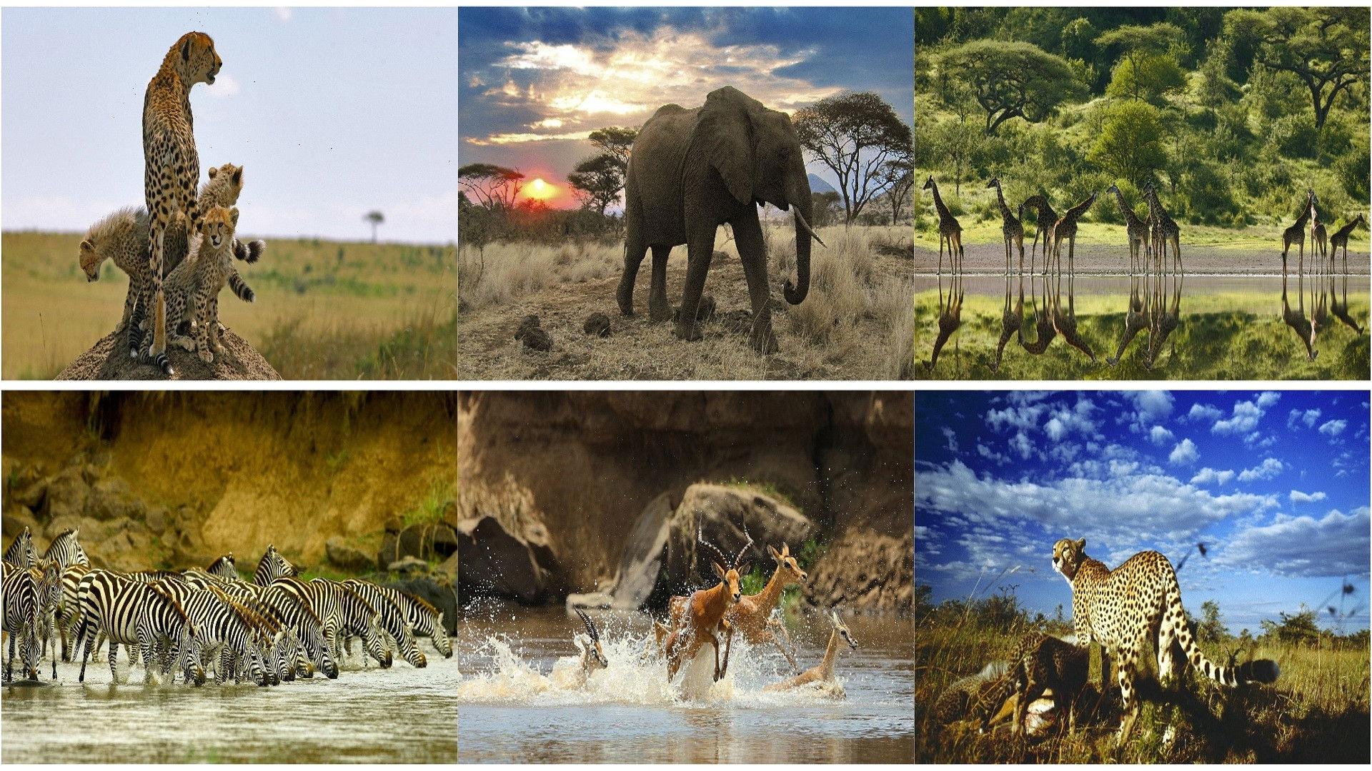Serengeti 2011 movie scene
