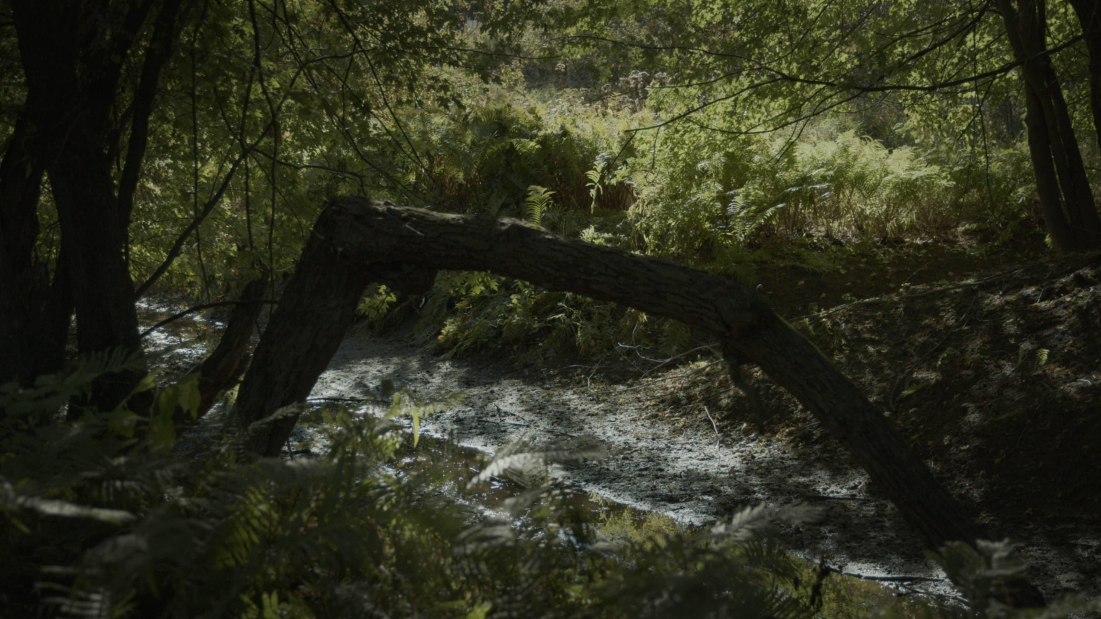 SILVA NATURA 2026 movie scene