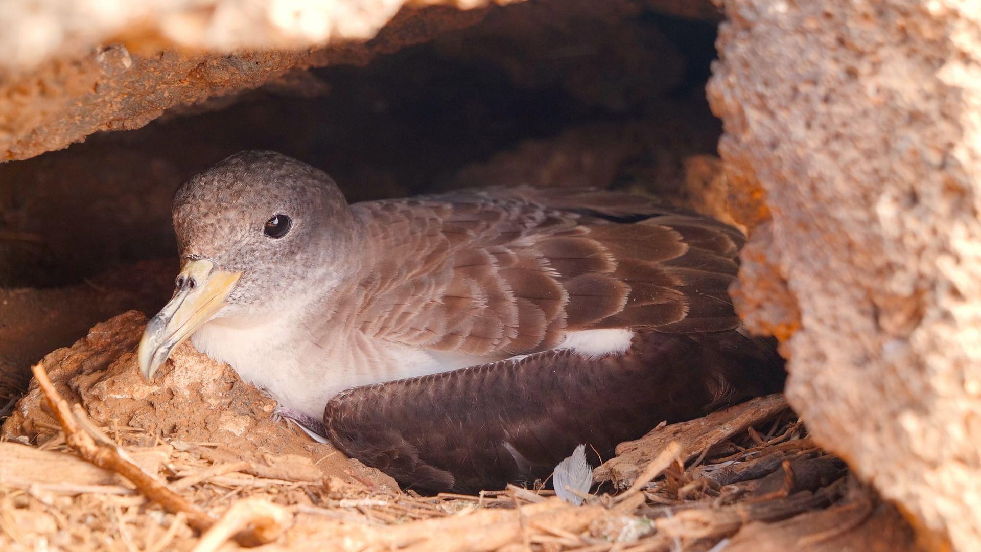 Die Vogelretter von Linosa 2025 movie scene