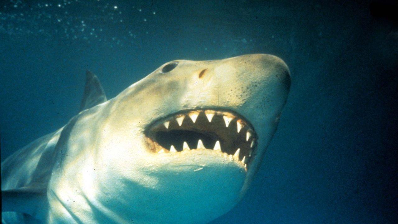 Shark Terror: The Real Jaws 2019 movie scene