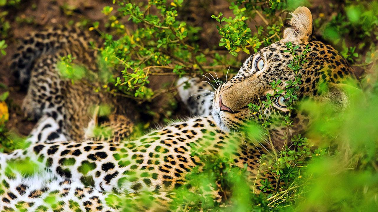 The Leopardess 2020 movie scene