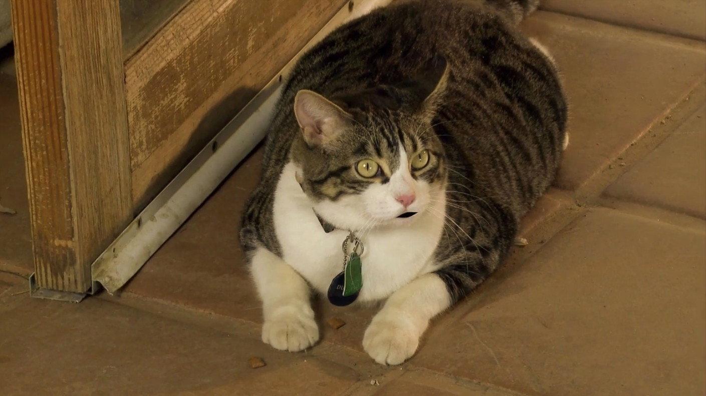 A Talking Cat!?! 2013 movie scene