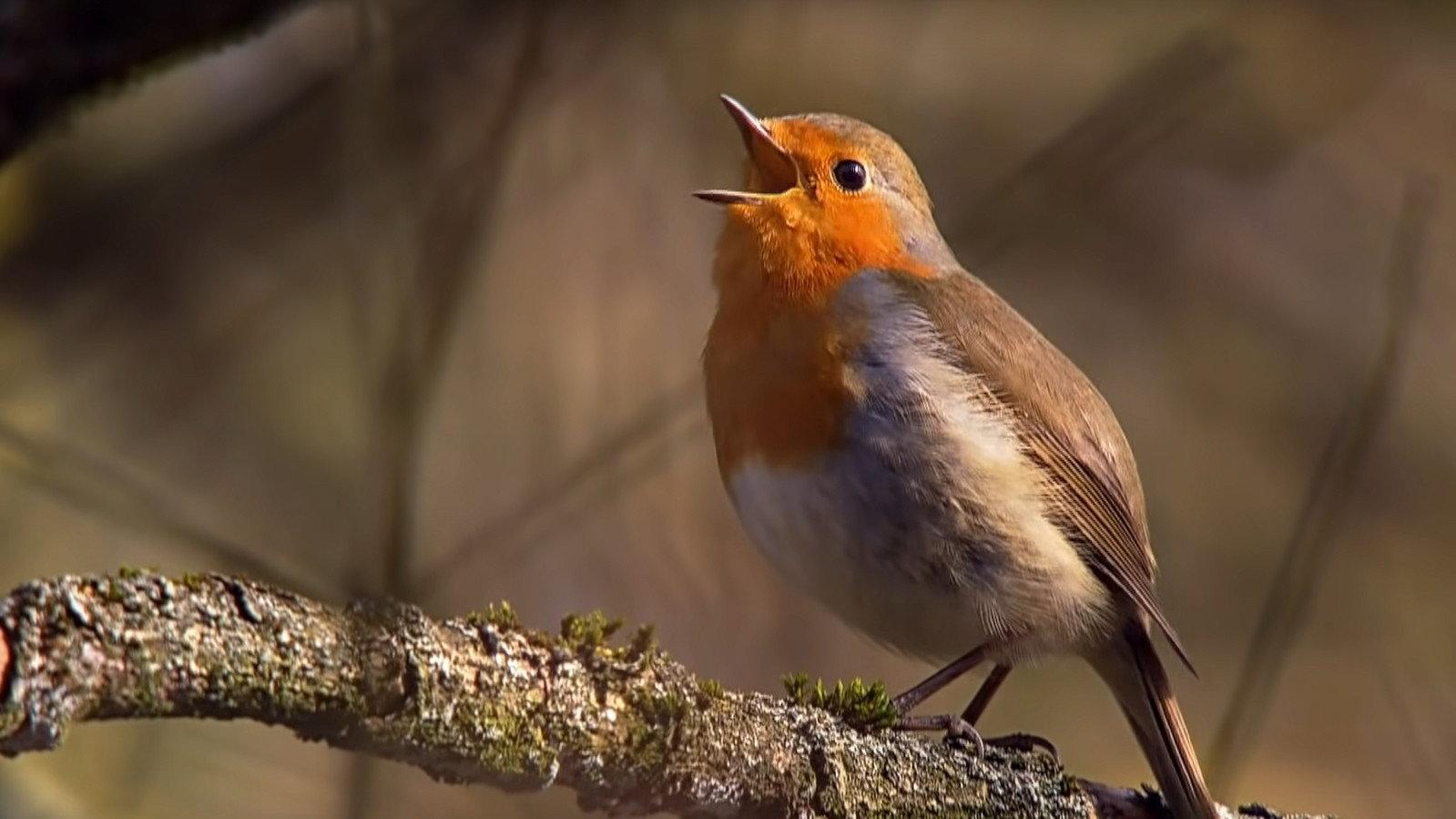Springtime Stories 2015 movie scene