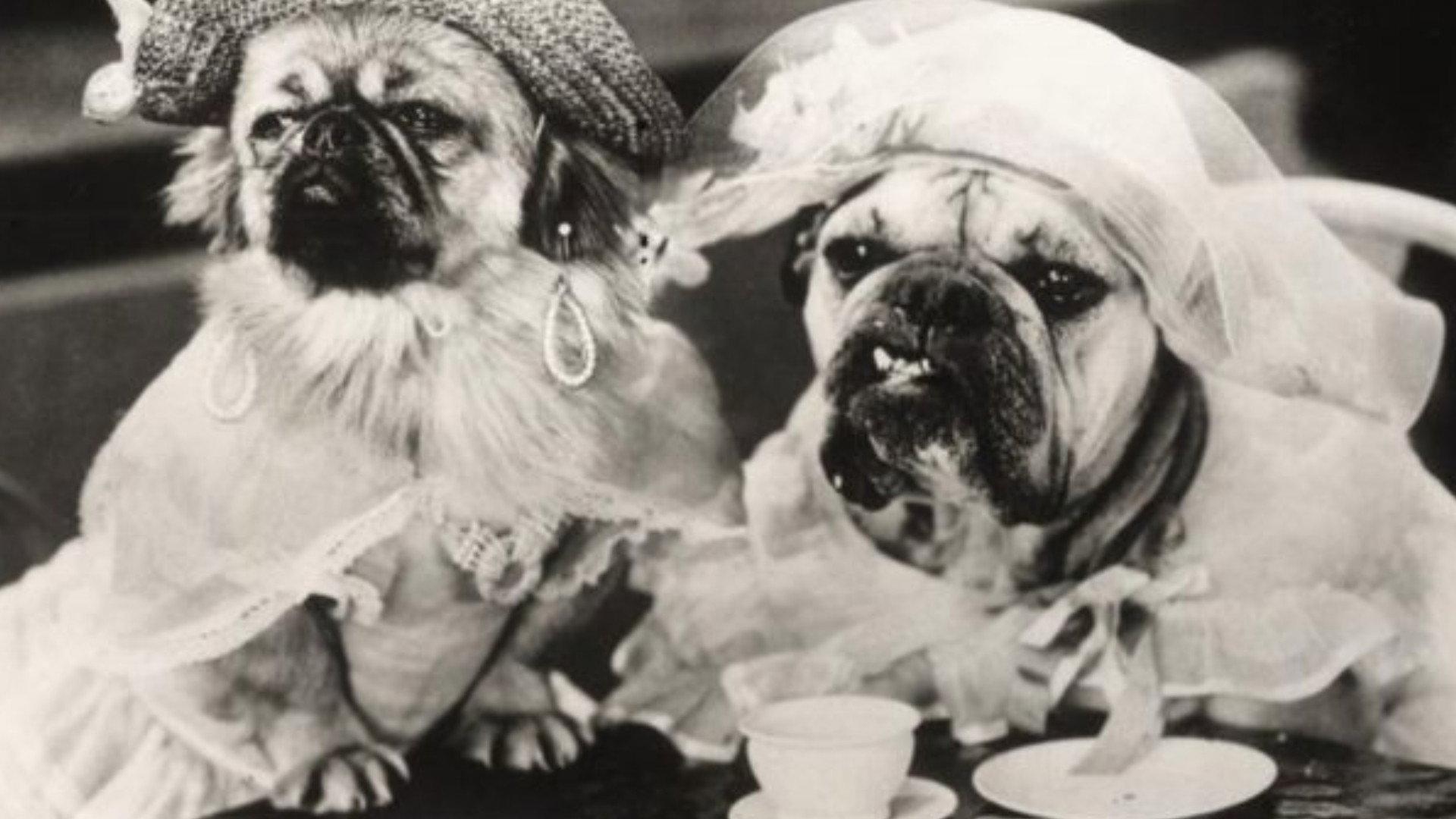 Hot Dog 1930 movie scene