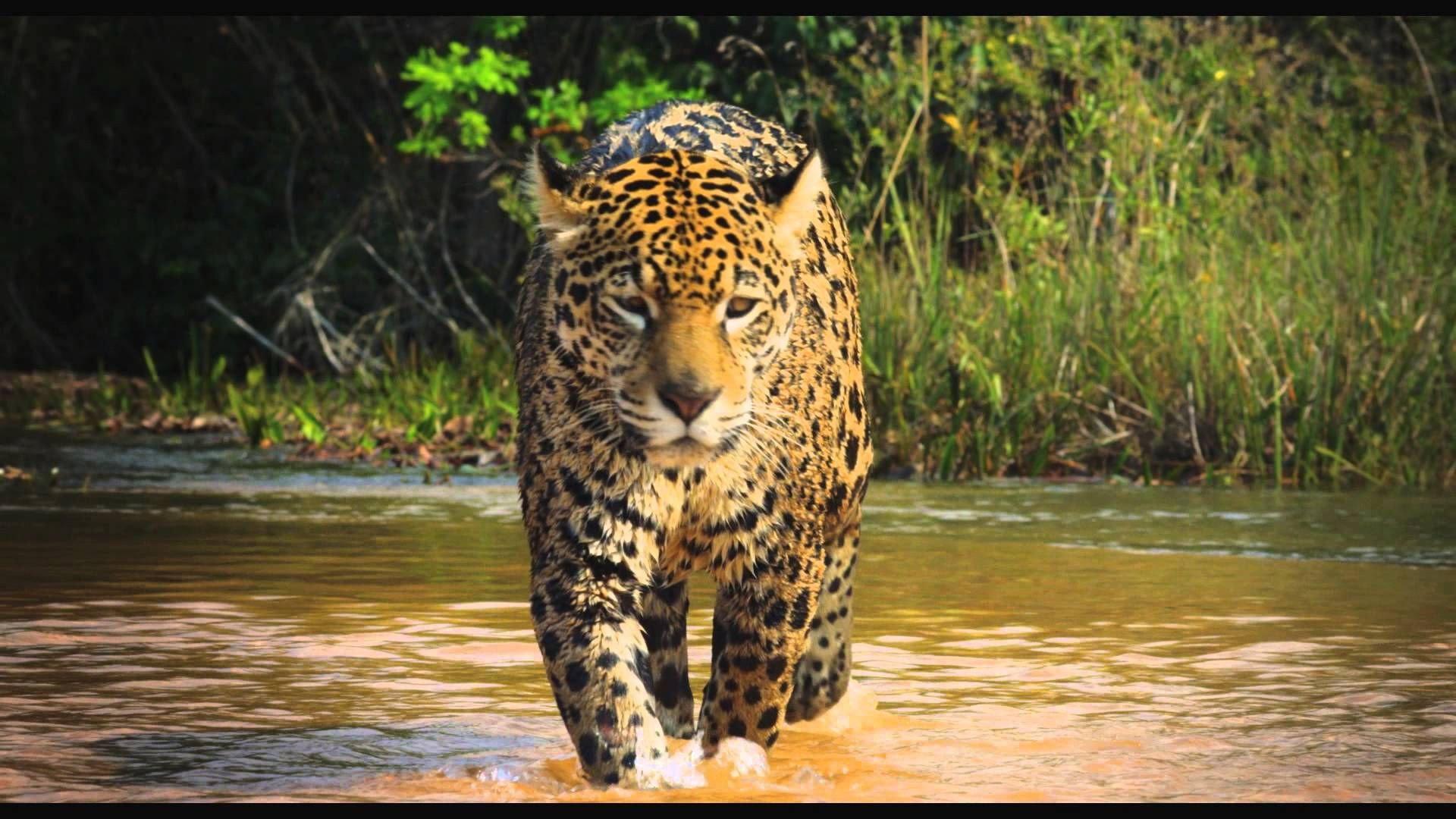 Colombia: Wild Magic 2015 movie scene