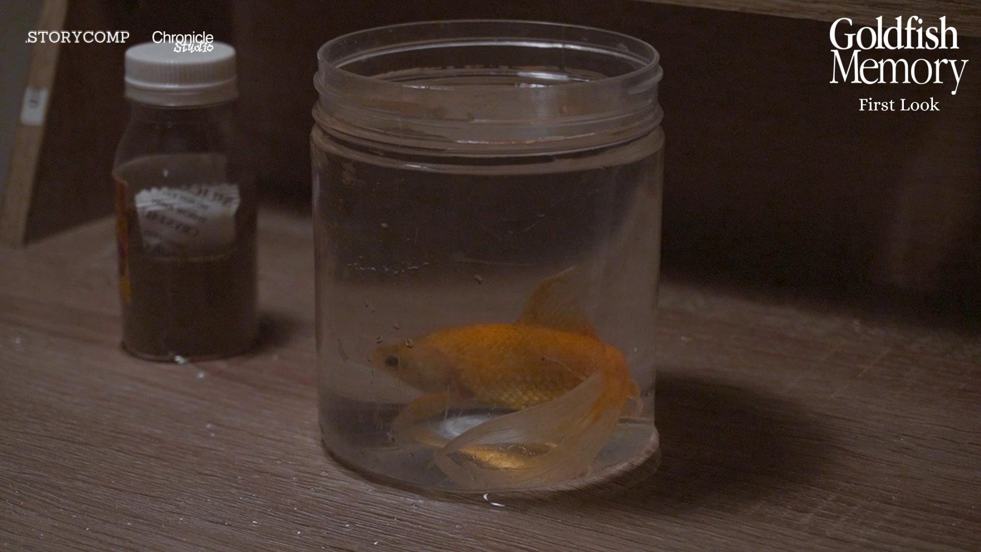 Goldfish Memory 2025 movie scene